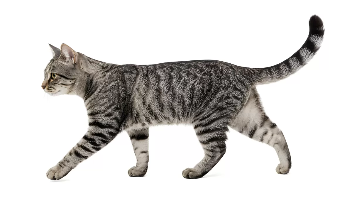 Silbergetigerte Katze läuft elegant im Seitenprofil
