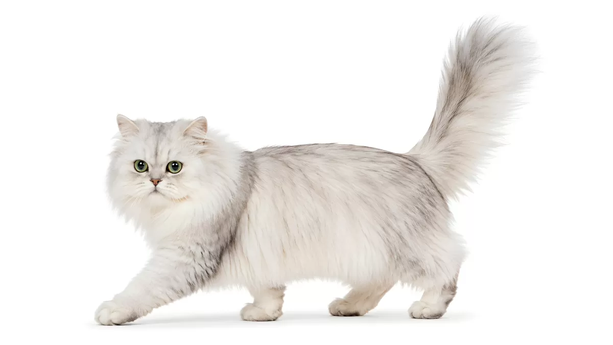 Silberne Perserkatze mit flauschigem Fell in Bewegung