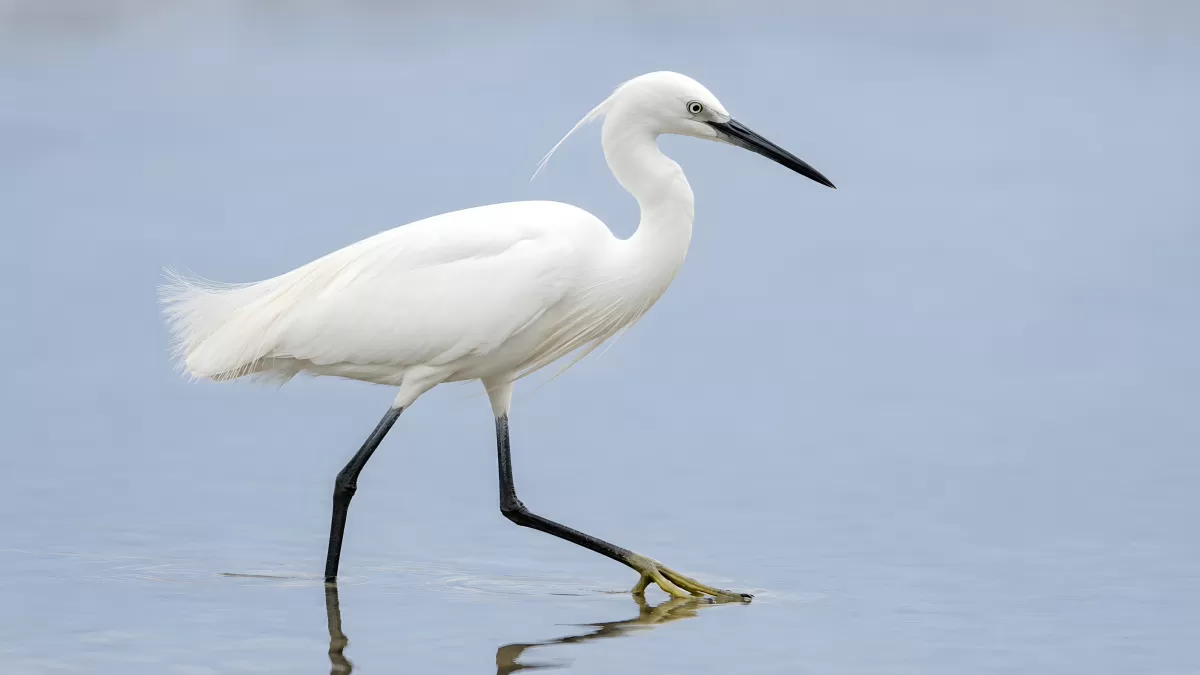 Silberreiher watet elegant durch flaches Wasser
