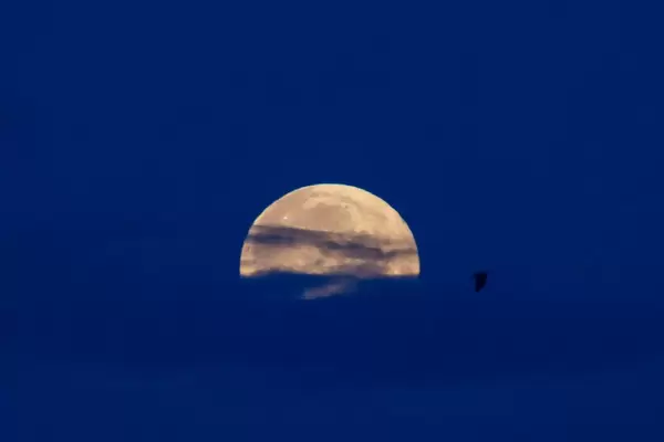 Silhouette eines Vogels am Himmel bei Vollmond