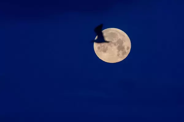 Silhouette eines Vogels vor dem Vollmond