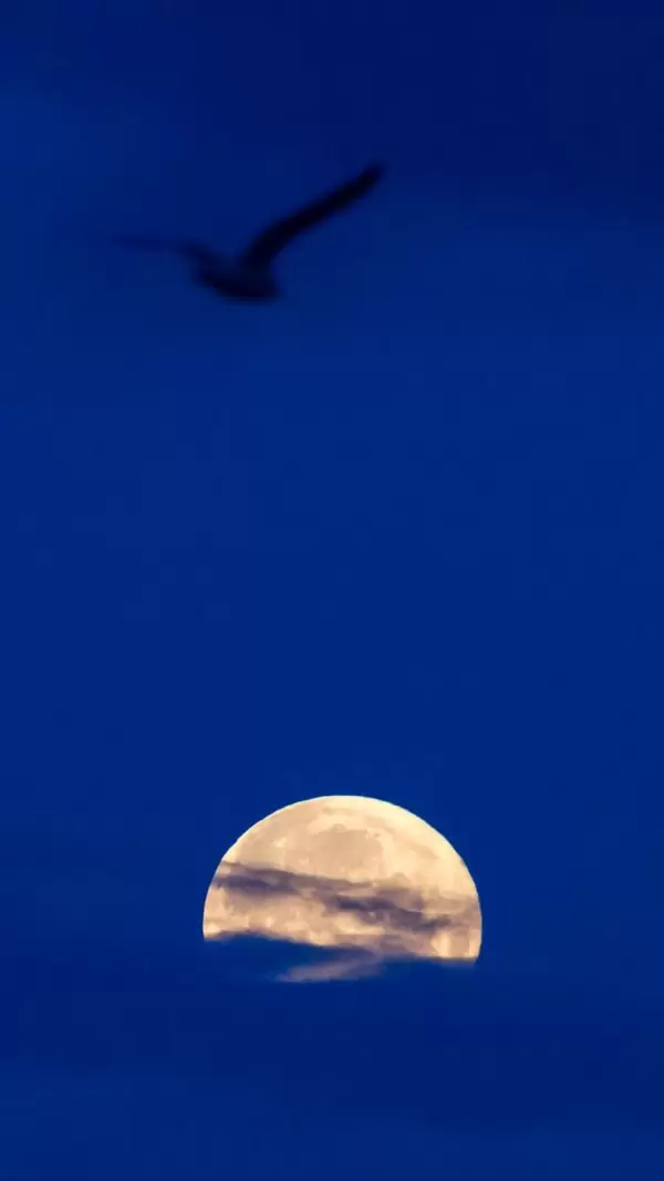 Silhouette of a bird in the sky above the full moon