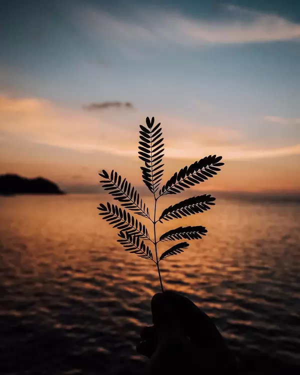 Silhouette of a small plant during sunset (Flip 2019)