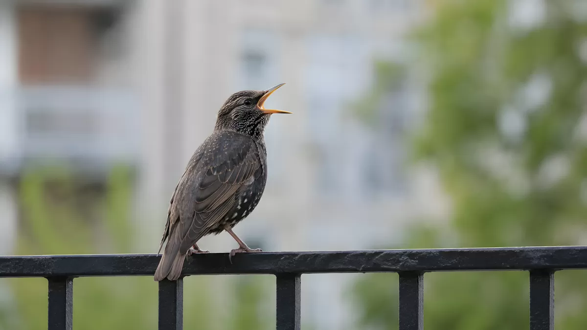 Singender Star auf einem Eisengeländer in der Stadt