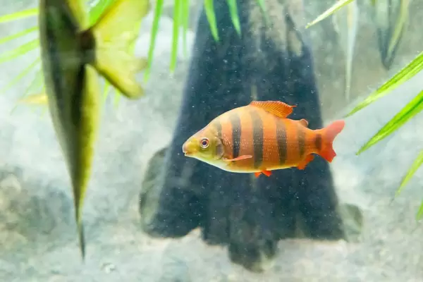 Six-Barred Distichodus (Distichodus sexfasciatus) at Shedd Aquarium