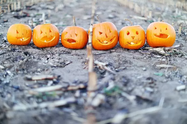 Six Halloween pumpkins on the field (Flip 2019)
