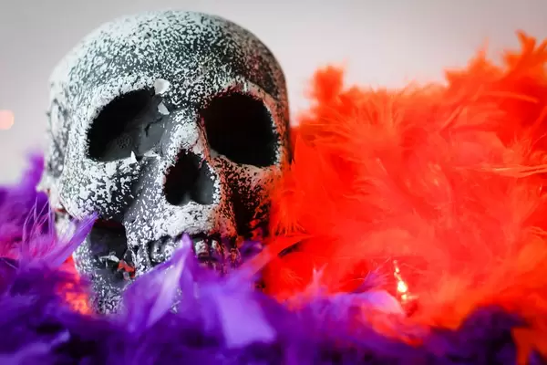 skeleton skull close-up