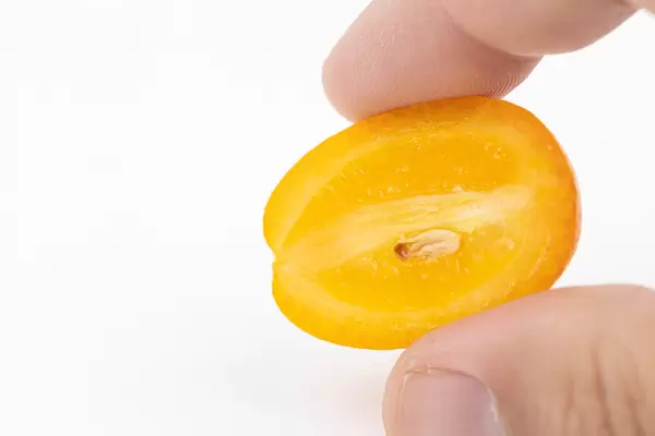 Sliced Kumquat in the hand above white background with copy space