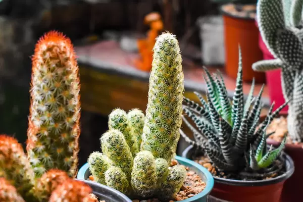Small cactus plant, bokeh shot