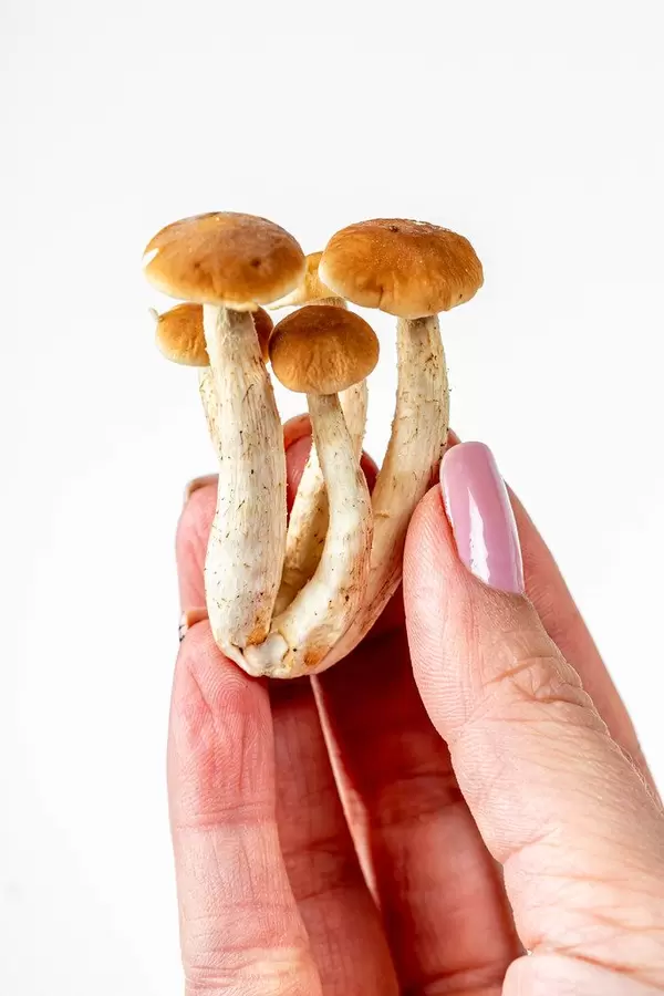 Small fresh mushrooms honeydew in a woman's hand (Flip 2020)