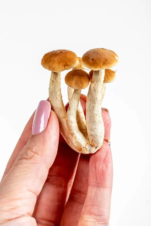 Small fresh mushrooms honeydew in a woman's hand