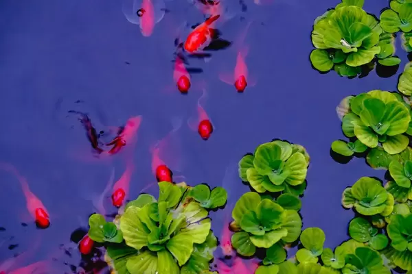 Small goldfishes swimming across the water (Flip 2019)