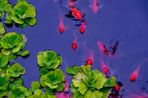 Small goldfishes swimming across the water