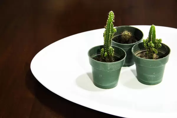 Small Green Cacti in a White Dish