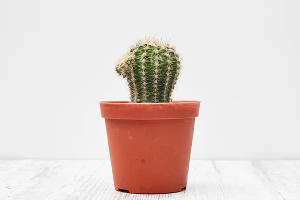 Small indoor cactus plant in a pot