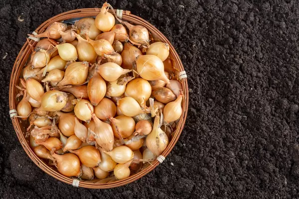Small landing onions in a basket against the background of the ground, top view