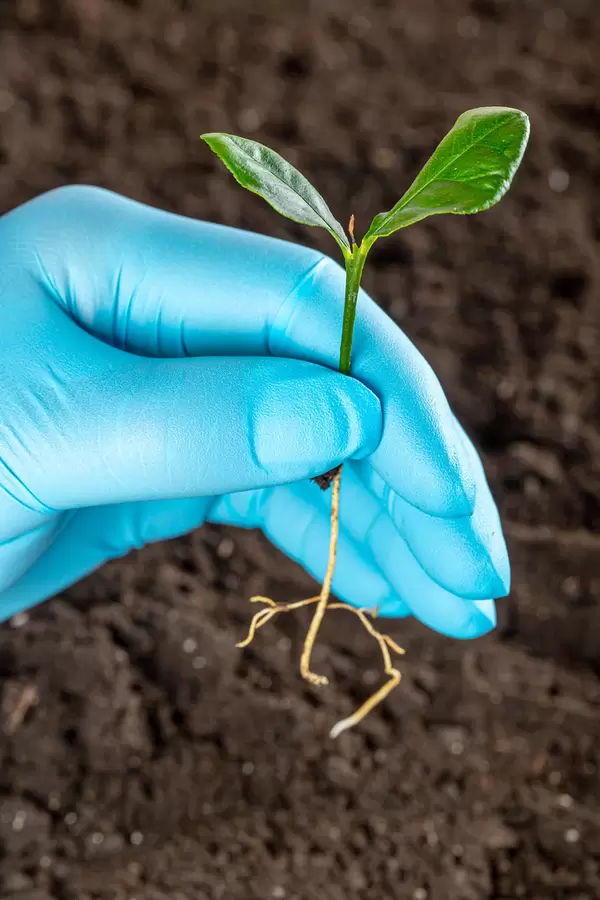 Small lemon tree sprout with roots in hand, close-up