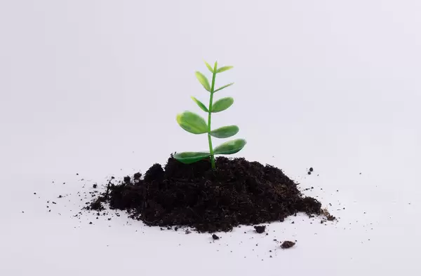 Small plant in pile of soil isolated on white