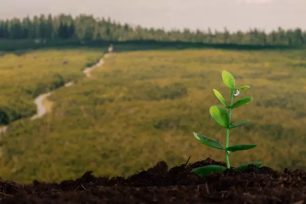 Small plant on a dirt