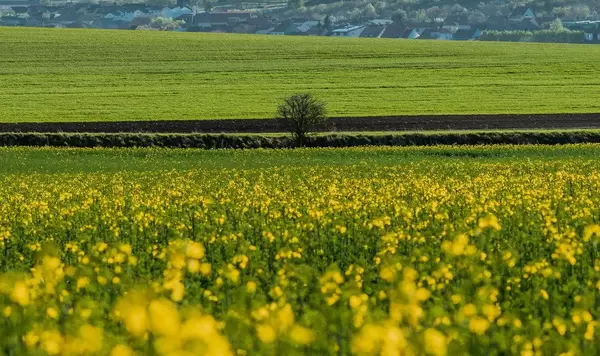 Small tree at yellow rapeseed field