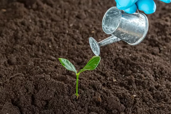 Small watering can and young tree sprout in the ground