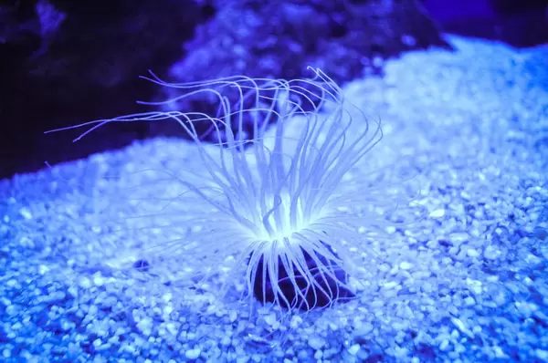 Snakelock anemone
