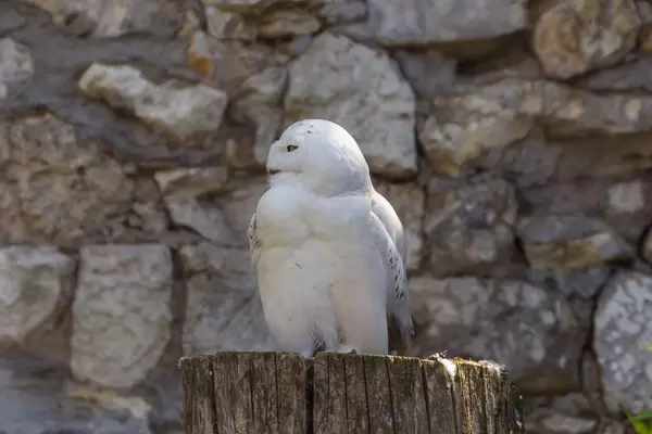 Snowy owl in Moscow zoo
