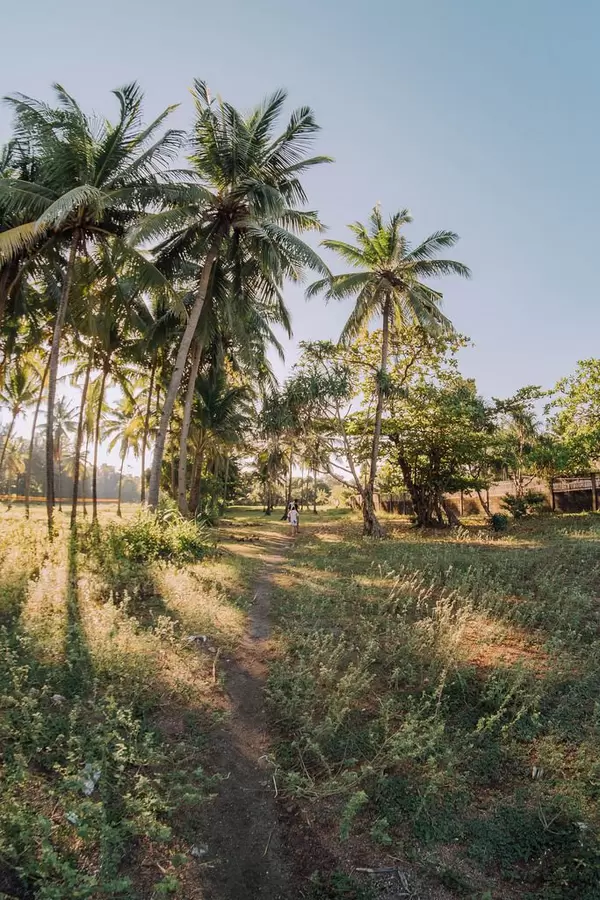 Sonnenaufgang zwischen Palmen in Carit-An, Philippinen