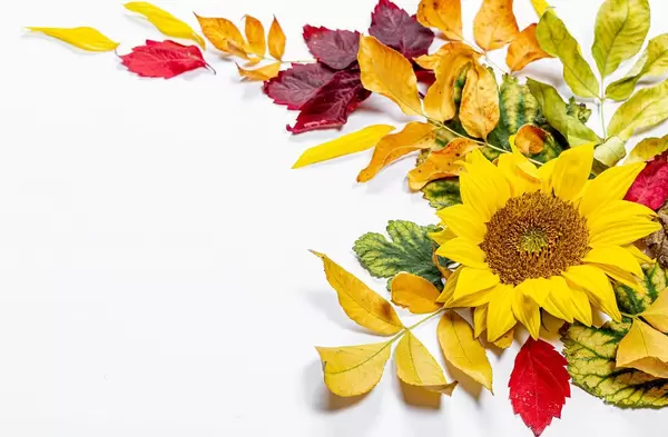 Sonnenblume und Blätter auf weißem Hintergrund symbolisieren den Herbst