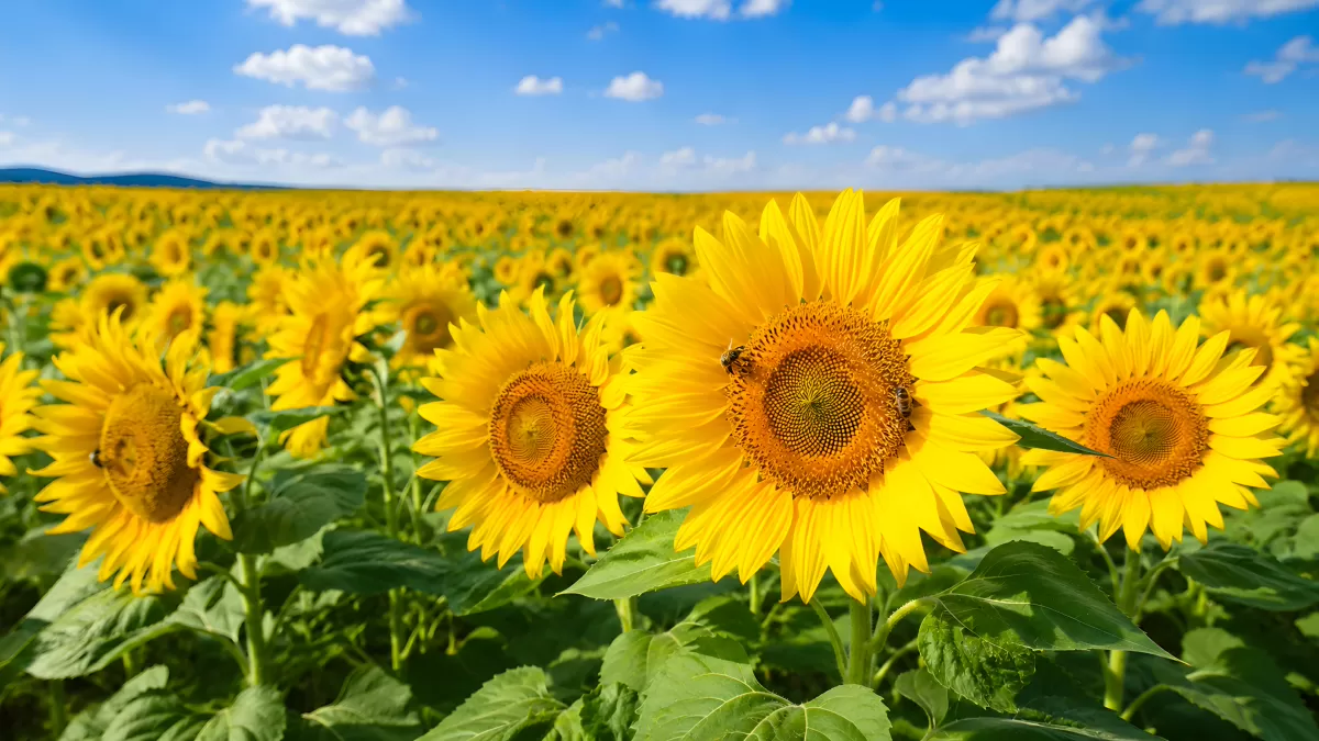 Sonnenblumefeld in voller Blüte am Sommerhimmel