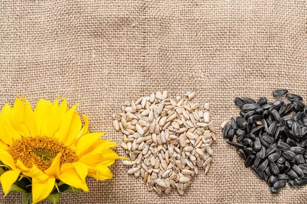 Sonnenblumenkerne geschält und in der Schale mit einer frischen Sonnenblume auf Sackleinen Hintergrund