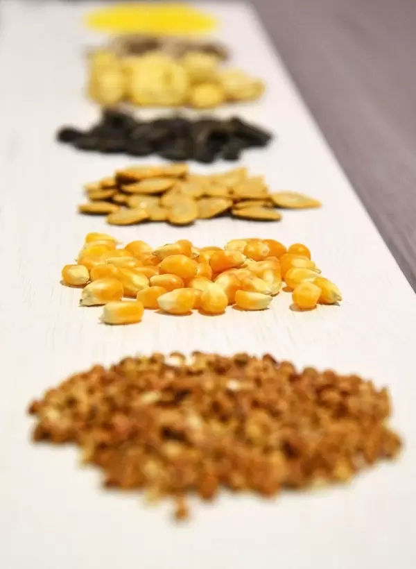 Sonnenblumenkerne (Mais)