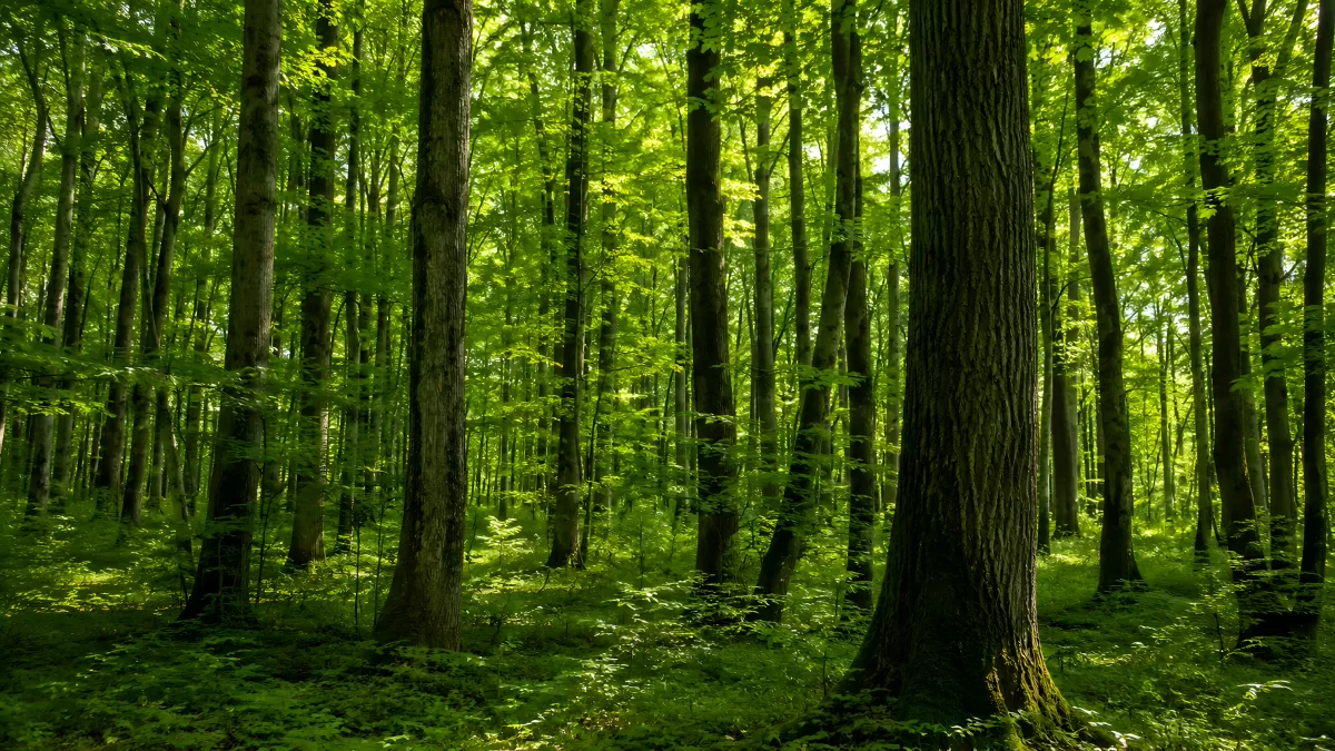 Sonnendurchfluteter Laubwald mit mächtigen Baumstämmen