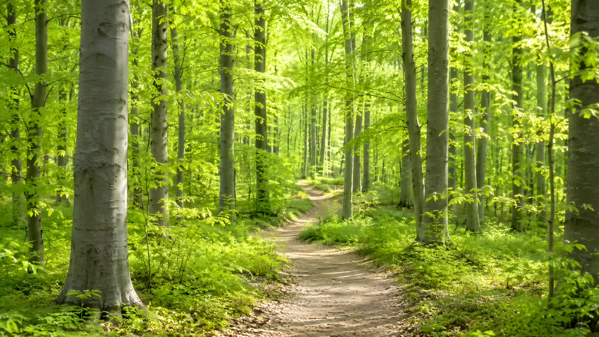 Sonnendurchfluteter Waldweg durch grünes Laubgehölz