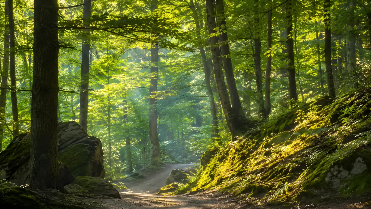 Sonnendurchfluteter Waldweg mit Moos und Felsen