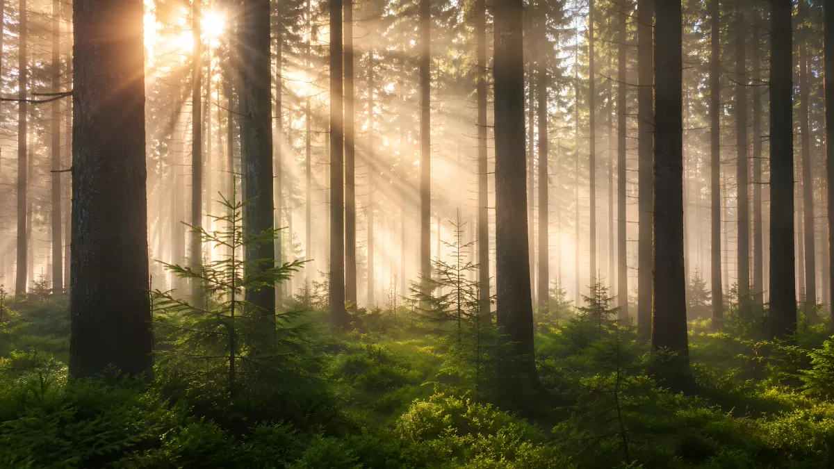 Sonnenlicht bricht durch nebeligen Nadelwald