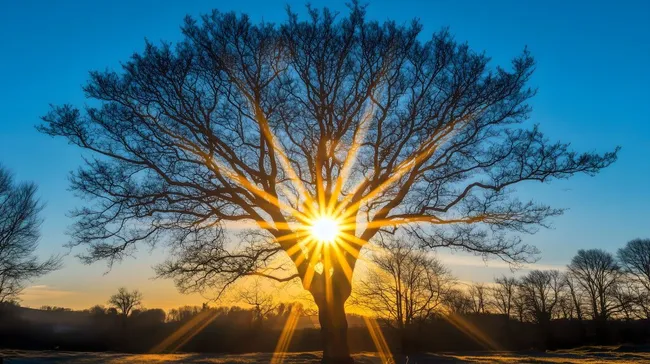 Sonnenlicht strahlt durch kahle Baumkrone bei Sonnenaufgang
