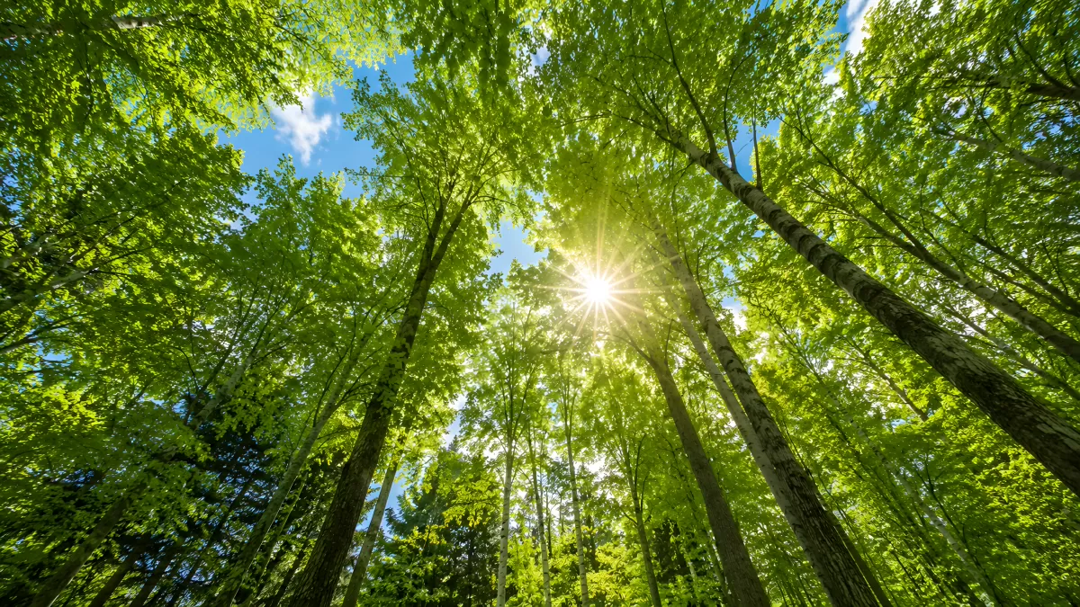 Sonnenstrahlen brechen durch Baumkronen im Wald