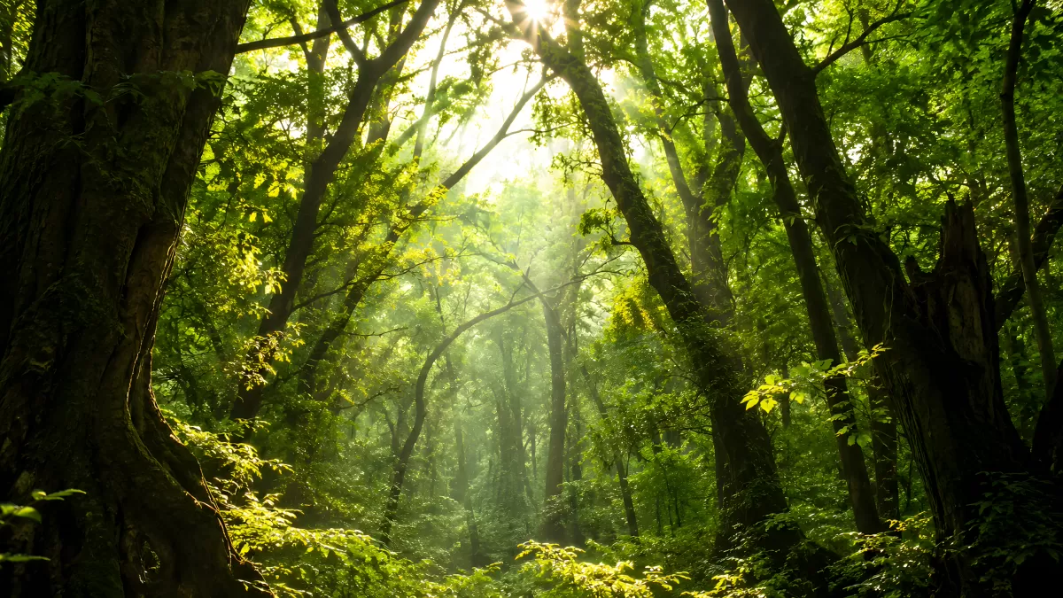 Sonnenstrahlen brechen durch dichten grünen Wald