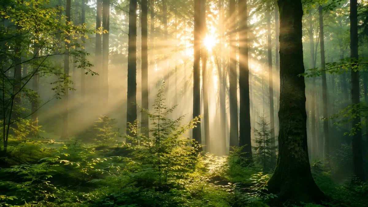Sonnenstrahlen brechen durch nebligen Laubwald