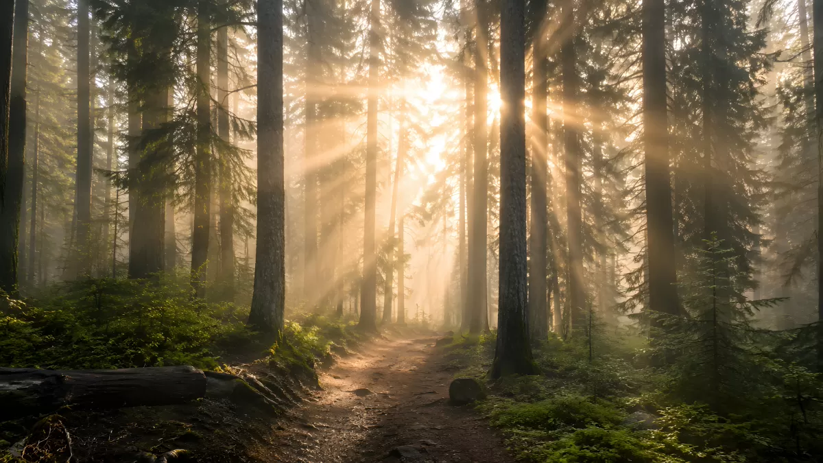 Sonnenstrahlen brechen durch nebligen Nadelwald