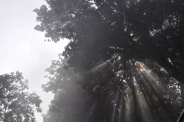 Sonnenstrahlen durch Bäume