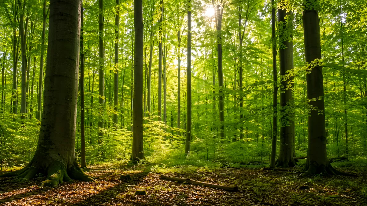 Sonnenstrahlen durchdringen grünen Laubwald im Sommer