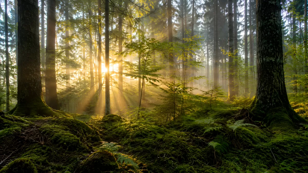 Sonnenstrahlen durchdringen mystischen Nebelwald am Morgen