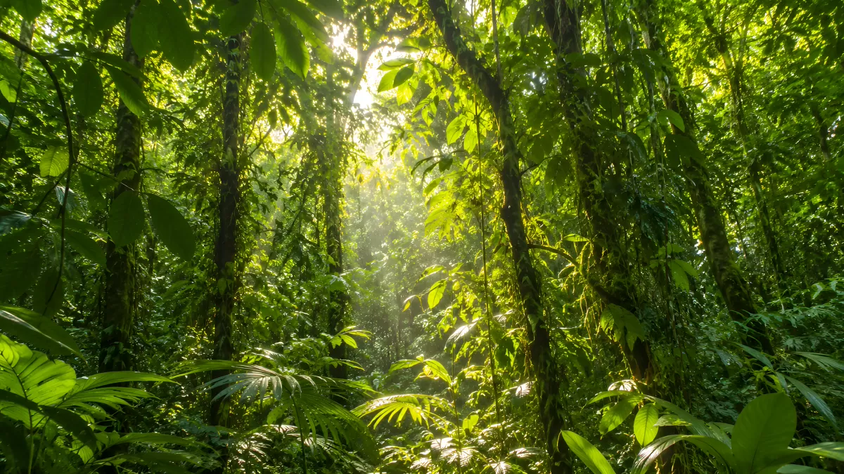 Sonnenstrahlen im dichten tropischen Regenwald