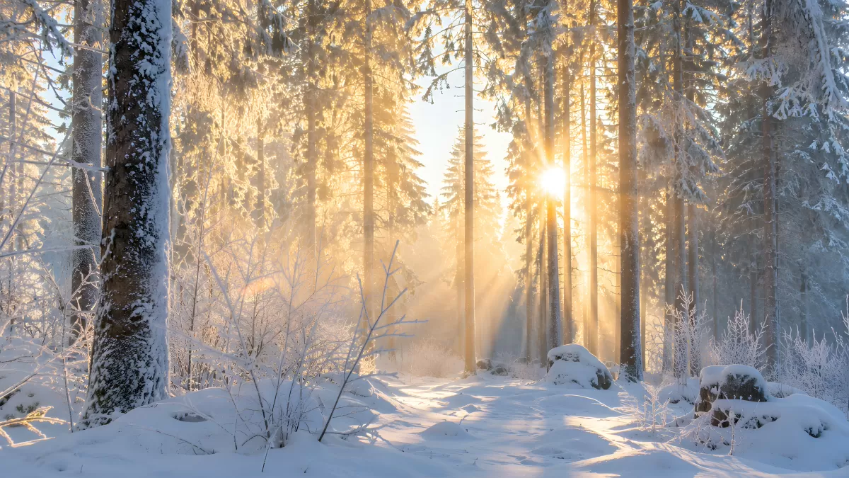 Sonnenstrahlen im verschneiten Winterwald am Morgen