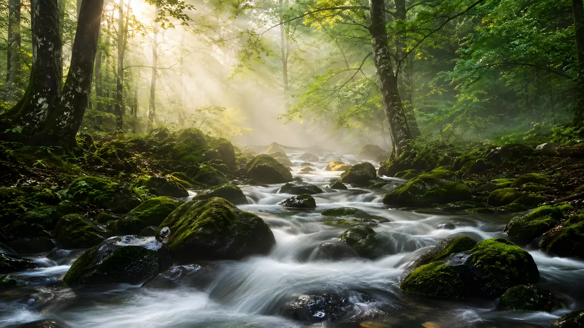 Sonnenstrahlen über moosigem Waldbach mit Felsen