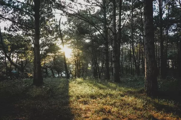 Sonnenuntergang, der im Wald von Don Salvador 0269 emporragt