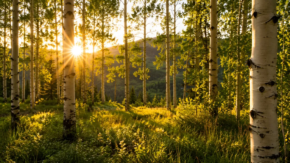 Sonnenuntergang im Birkenwald mit Bergpanorama