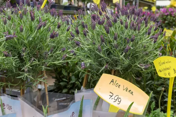 Spanish lavender
